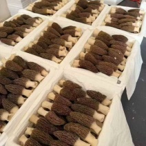 羊肚菌大量供应，山西高海拔种植，一手货源，保质保量，诚信