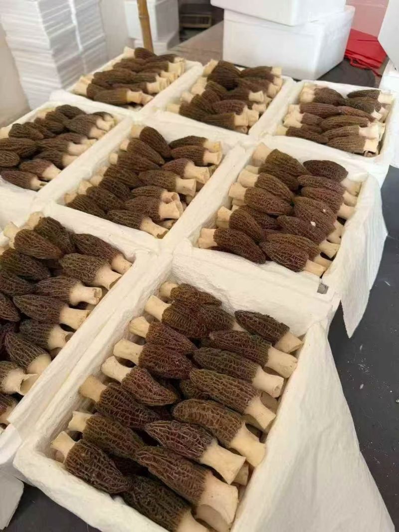 羊肚菌大量供应，山西高海拔种植，一手货源，保质保量，诚信