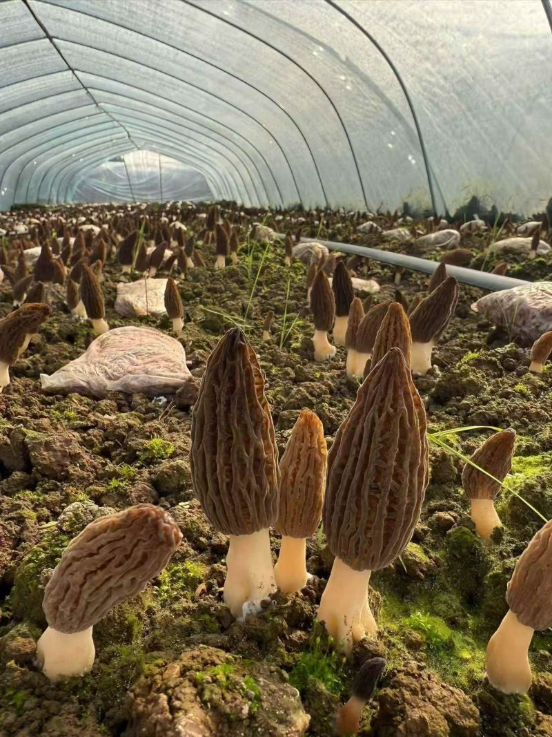 羊肚菌大量供应，山西高海拔种植，一手货源，保质保量，诚信