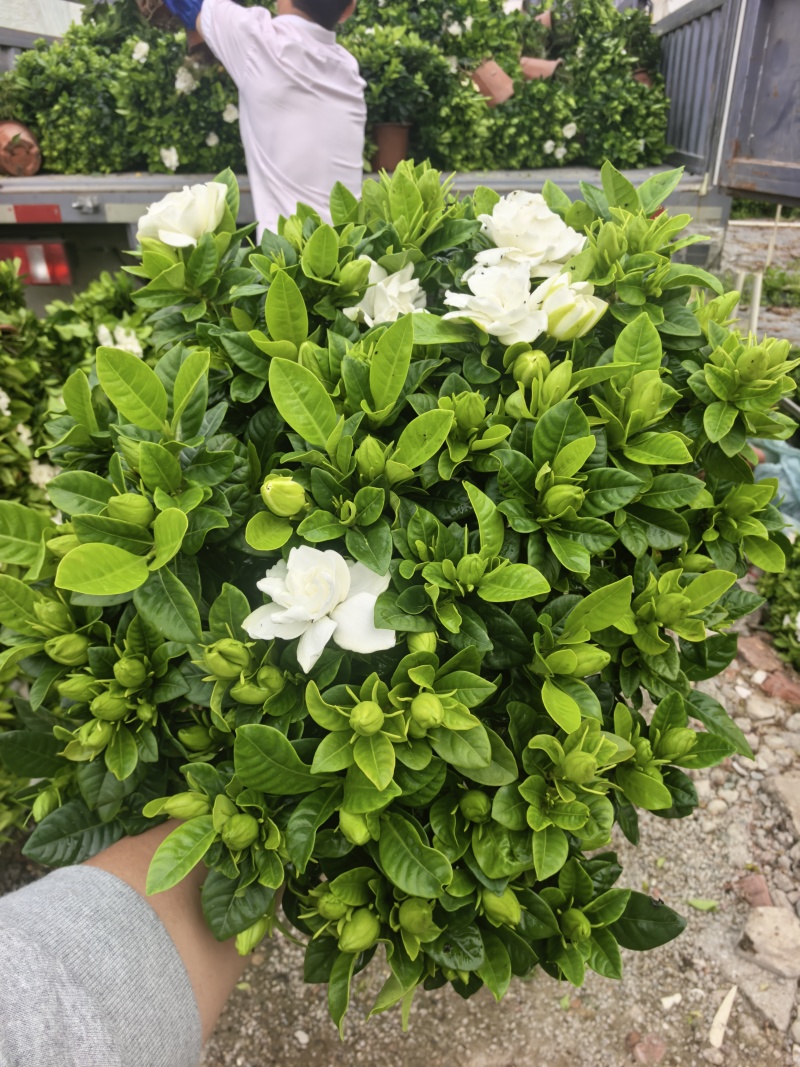 230小叶多枝栀子花，品质上乘，量大从优！！！欢迎订购