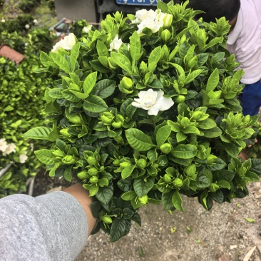 230小叶多枝栀子花，品质上乘，量大从优！！！欢迎订购
