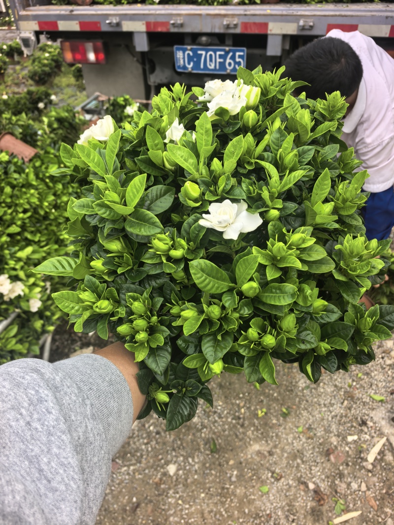 230小叶多枝栀子花，品质上乘，量大从优！！！欢迎订购
