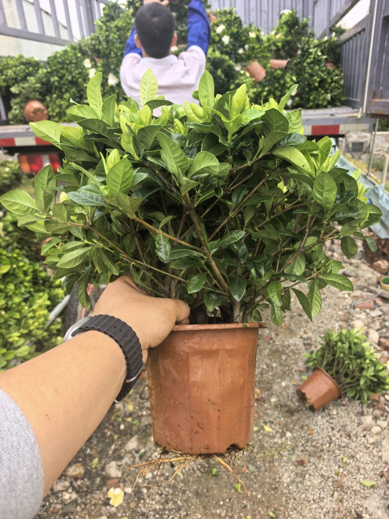 230小叶多枝栀子花，品质上乘，量大从优！！！欢迎订购
