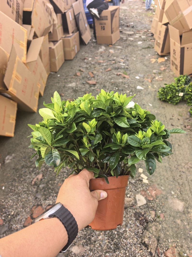 160小叶多枝栀子花，品质上乘，花苞叶色漂亮，根系发达