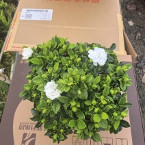 160小叶多枝栀子花，品质上乘，花苞叶色漂亮，根系发达