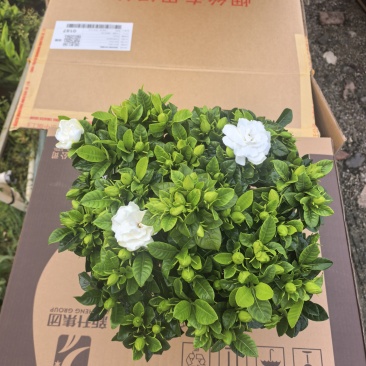 160小叶多枝栀子花，品质上乘，花苞叶色漂亮，根系发达