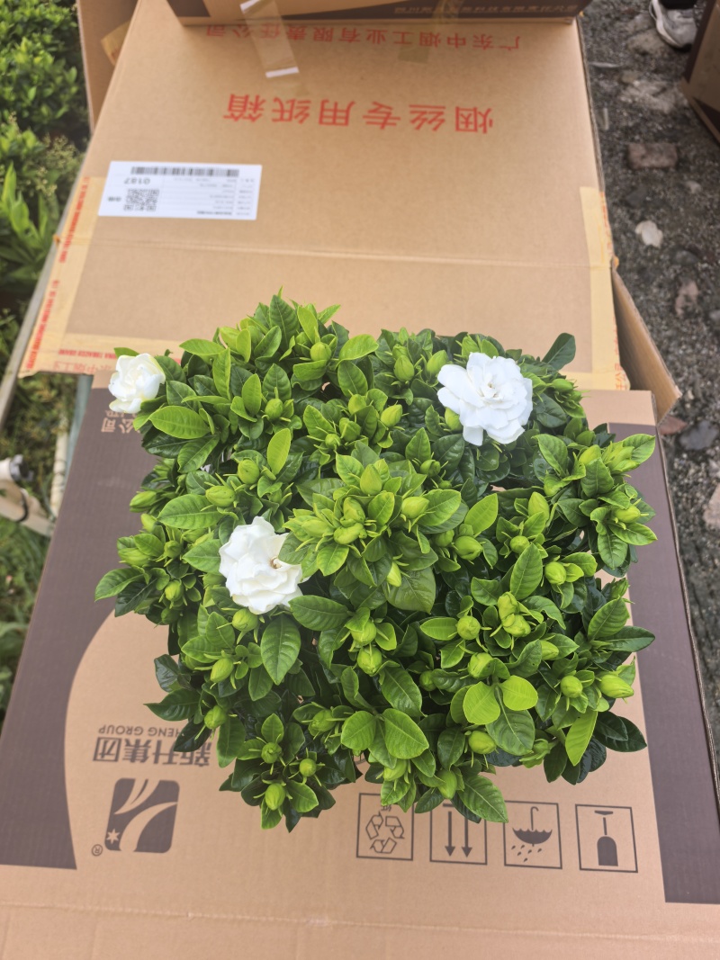 160小叶多枝栀子花，品质上乘，花苞叶色漂亮，根系发达