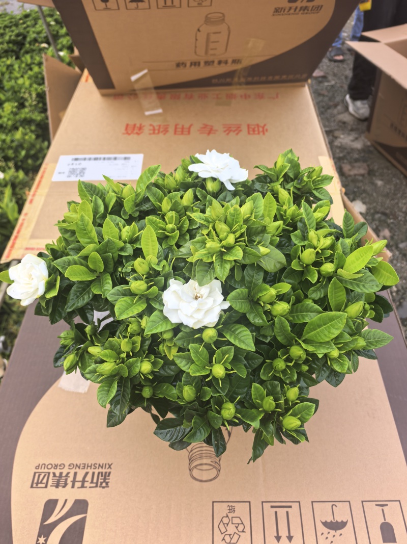 160小叶多枝栀子花，品质上乘，花苞叶色漂亮，根系发达