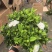 160小叶多枝栀子花，品质上乘，花苞叶色漂亮，根系发达
