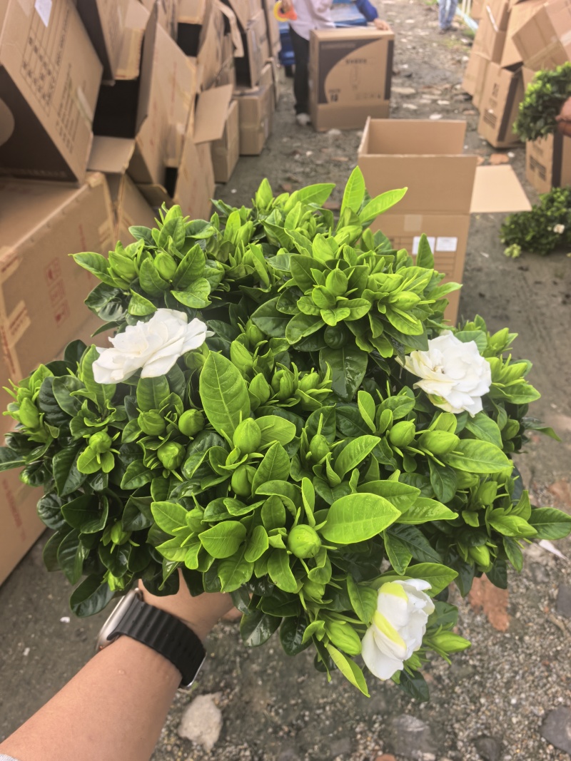 160小叶多枝栀子花，品质上乘，花苞叶色漂亮，根系发达