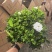 160小叶多枝栀子花，品质上乘，花苞叶色漂亮，根系发达