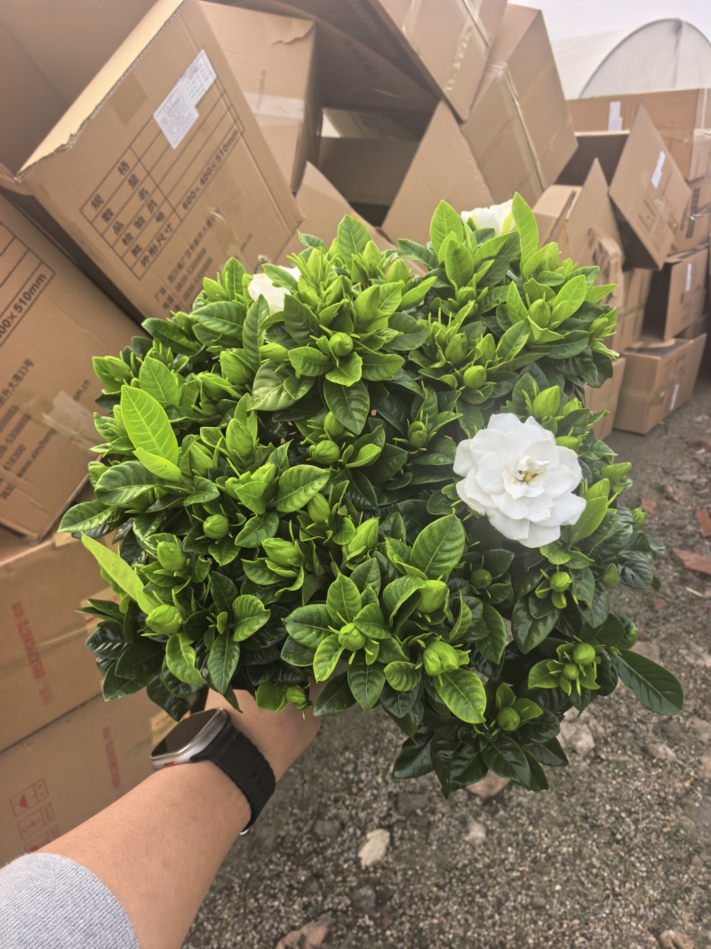 160小叶多枝栀子花，品质上乘，花苞叶色漂亮，根系发达