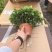 160小叶多枝栀子花，品质上乘，花苞叶色漂亮，根系发达