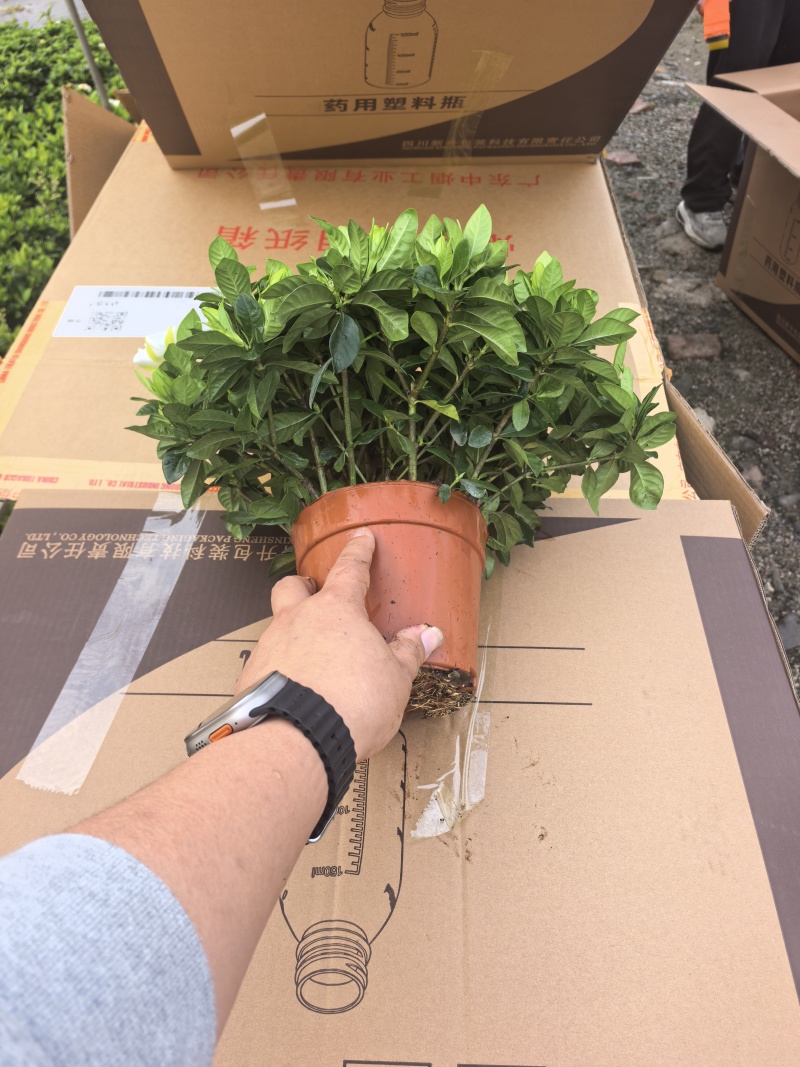 160小叶多枝栀子花，品质上乘，花苞叶色漂亮，根系发达