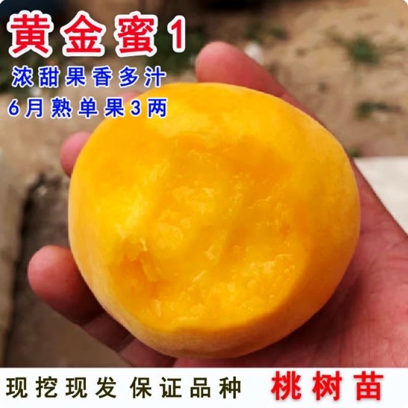 黄金密1号黄桃树苗好吃极甜、包邮包活、现挖现发、