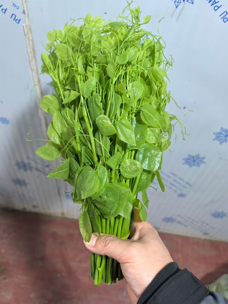 精品辣木苗产地直发
