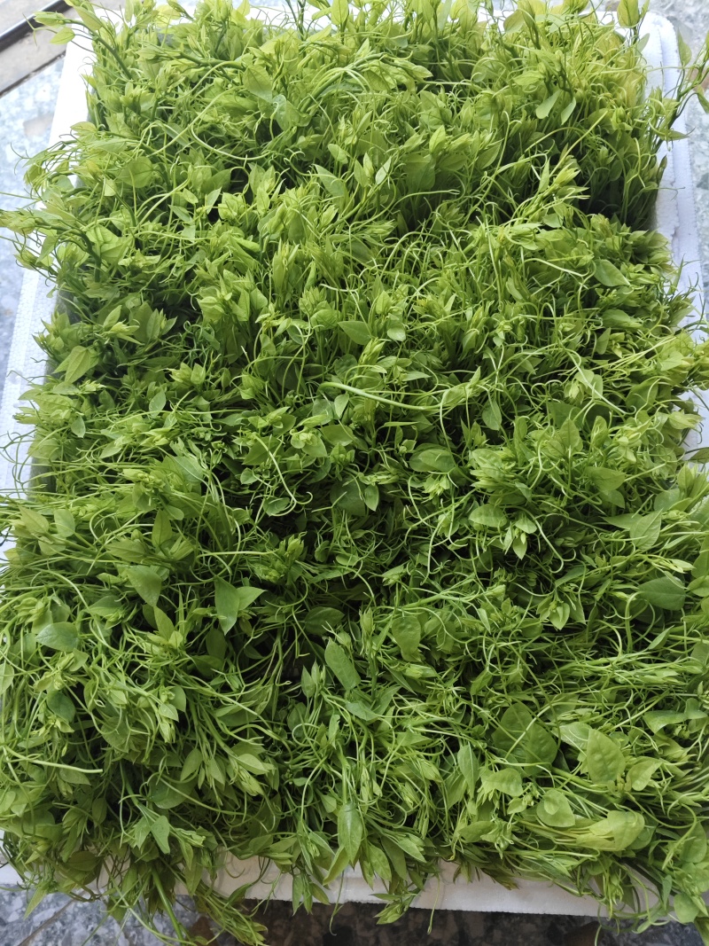 精品辣木苗产地直发