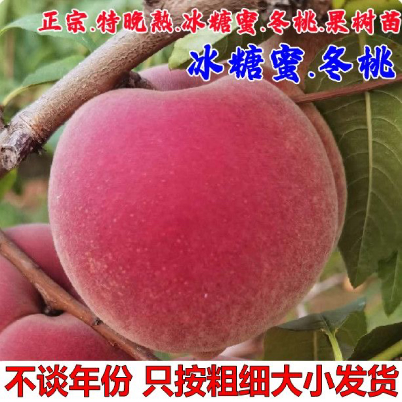 黄金密1号黄桃树苗好吃极甜、包邮包活、现挖现发、