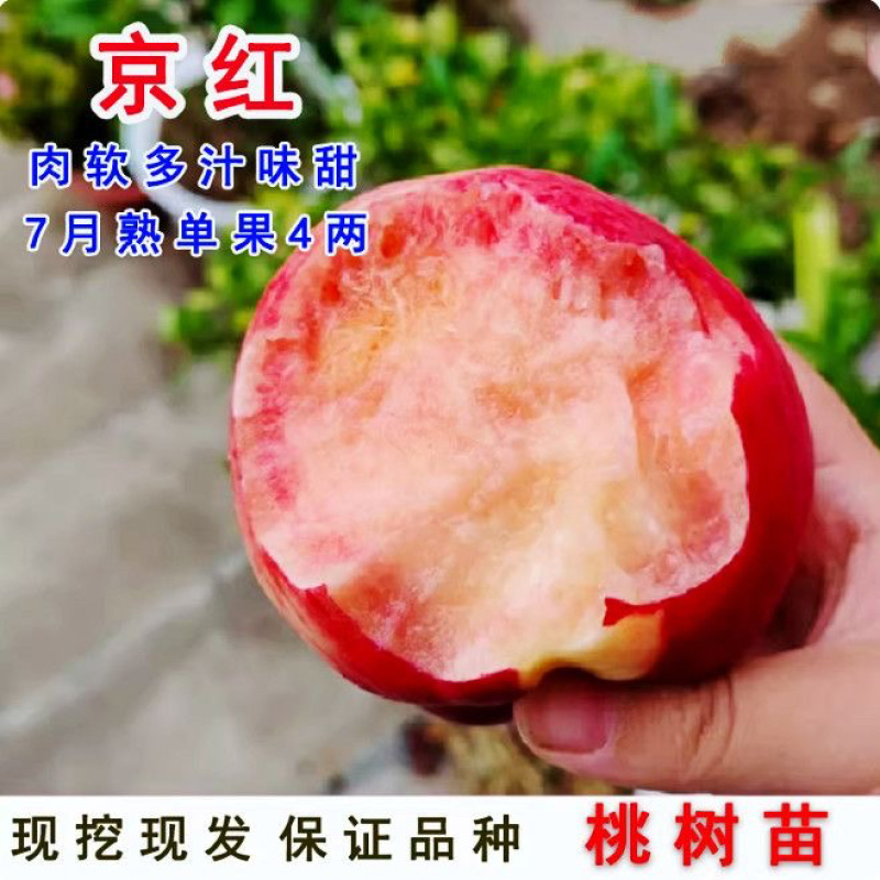 黄金密1号黄桃树苗好吃极甜、包邮包活、现挖现发、