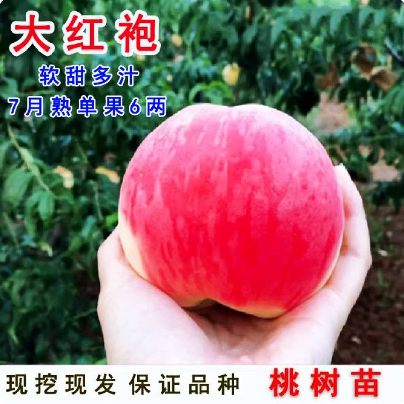 黄金密1号黄桃树苗好吃极甜、包邮包活、现挖现发、