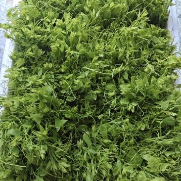 精品辣木苗产地直发