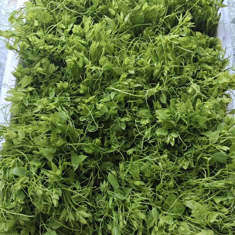 精品辣木苗产地直发