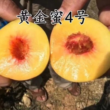 黄金密4号黄桃树苗、果子大、口感甜极甜，早熟品种包邮