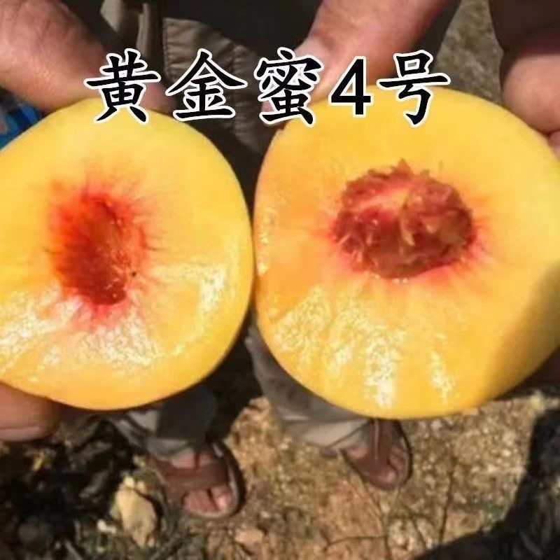 黄金密4号黄桃树苗、果子大、口感甜极甜，早熟品种包邮