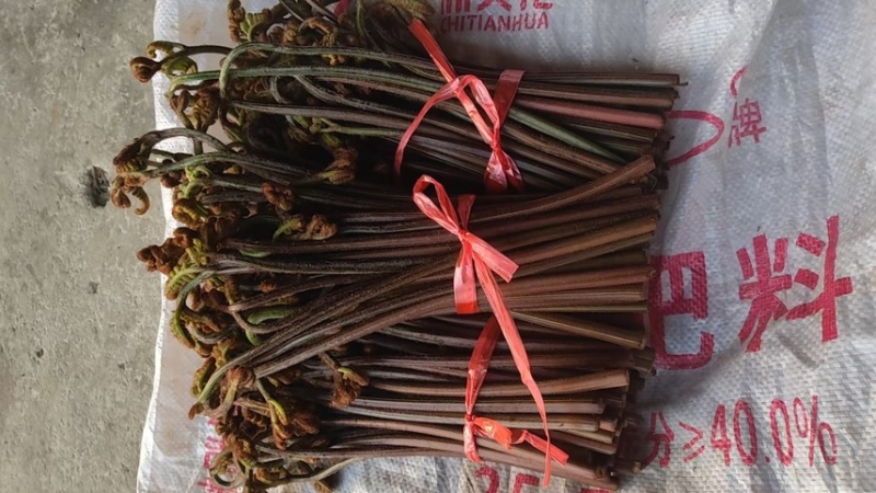 贵州野生蕨菜代收代办