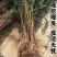 黄金密4号黄桃树苗、果子大、口感甜极甜，早熟品种包邮