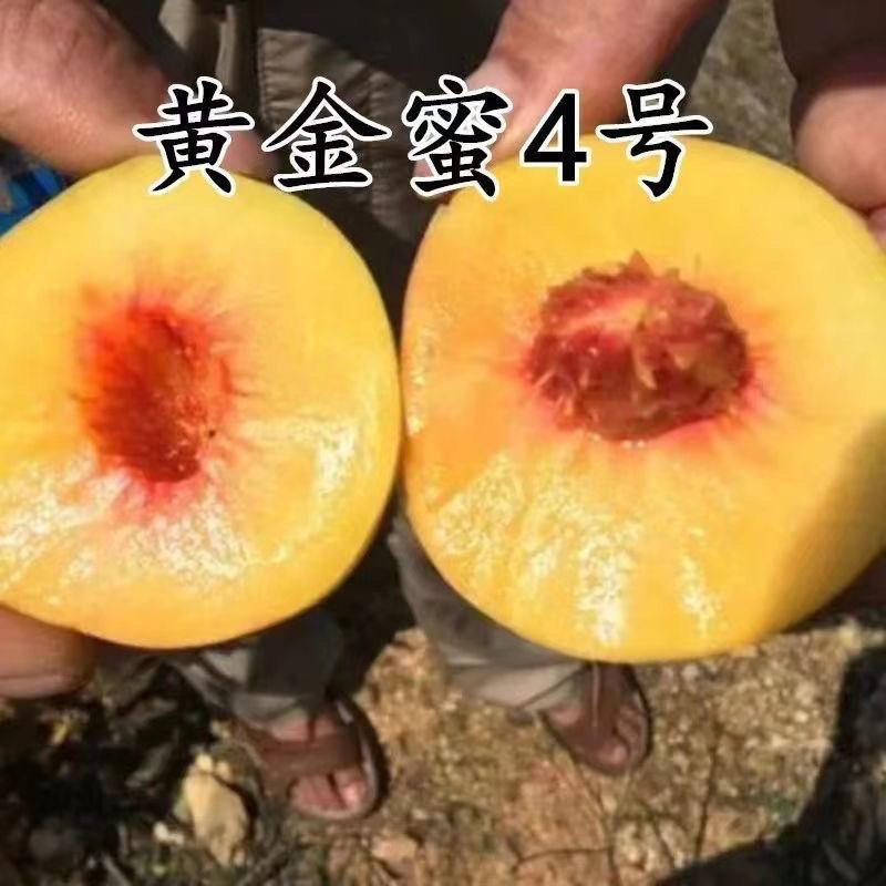黄金密4号黄桃树苗、果子大、口感甜极甜，早熟品种包邮
