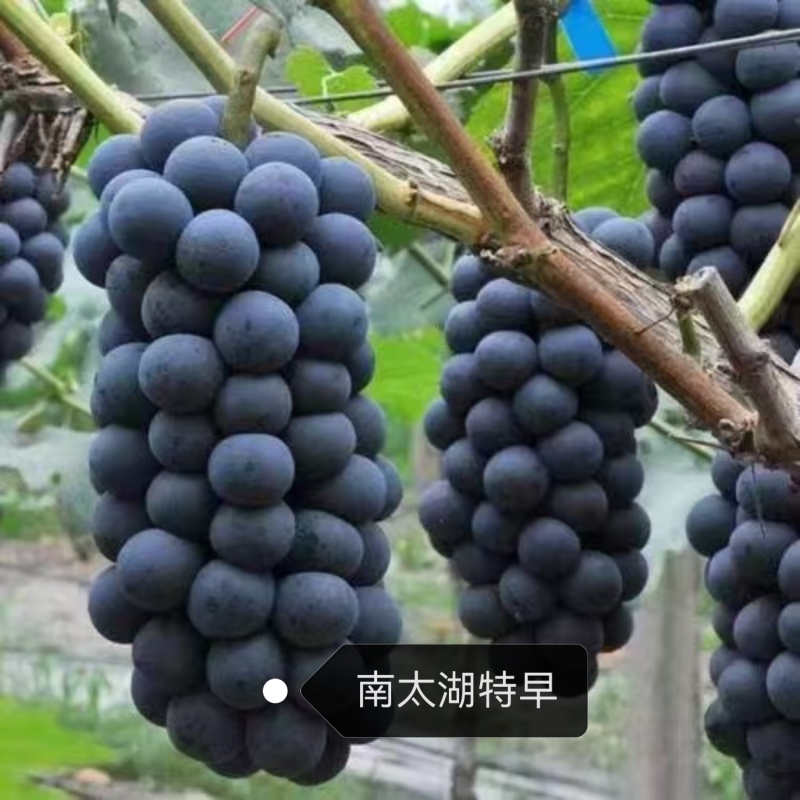 代收葡萄玫瑰香阳光玫瑰蓝宝石红提电商个人户均可