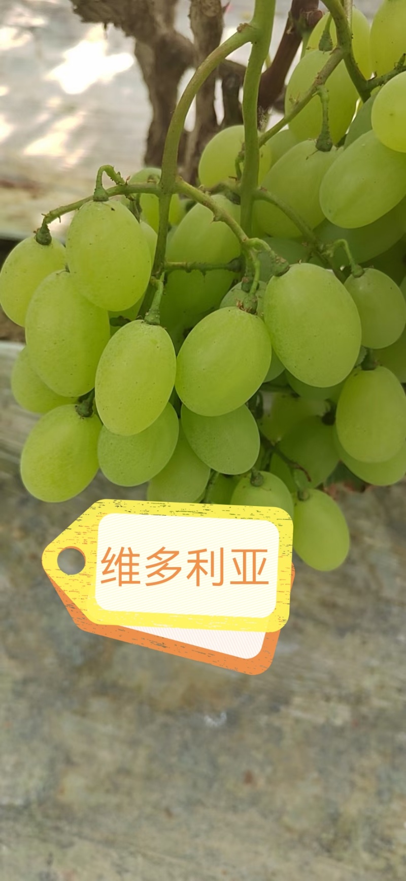 代收葡萄玫瑰香阳光玫瑰蓝宝石红提电商个人户均可
