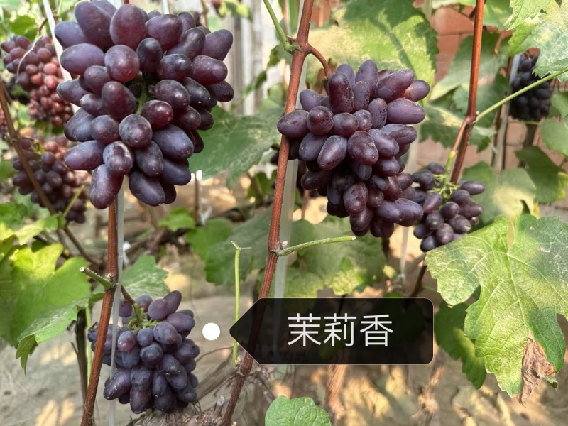 代收葡萄玫瑰香阳光玫瑰蓝宝石红提电商个人户均可