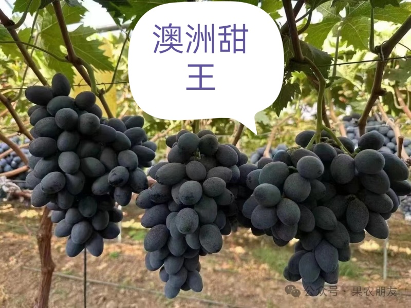代收葡萄玫瑰香阳光玫瑰蓝宝石红提电商个人户均可