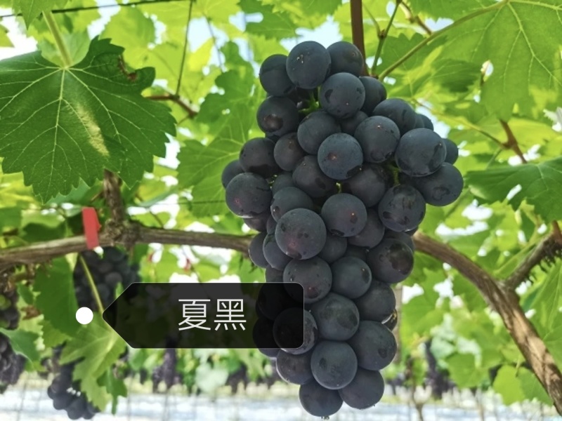 代收葡萄玫瑰香阳光玫瑰蓝宝石红提电商个人户均可