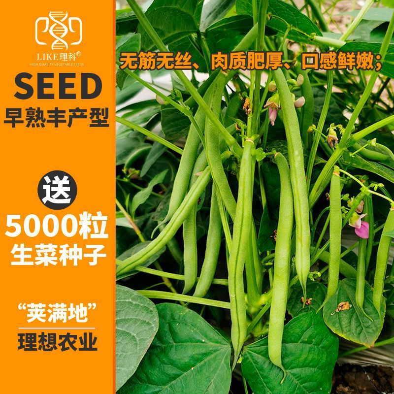 理想荚满地豆角种子鲜嫩无筋早熟高产农家春秋播种蔬菜种籽易