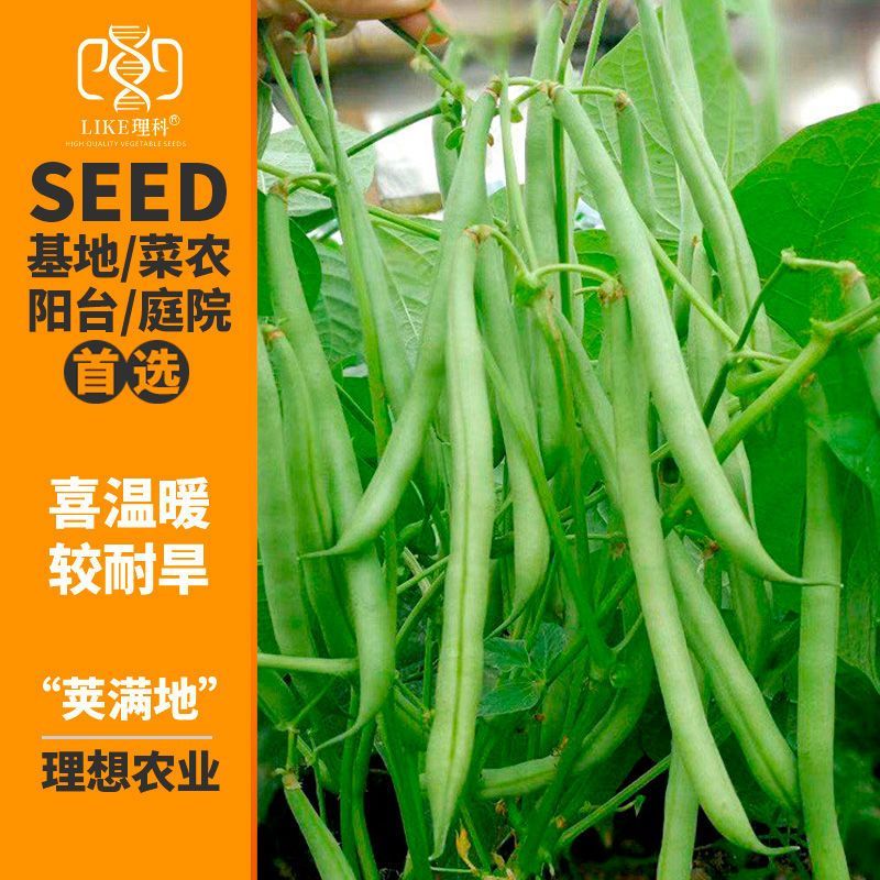 理想荚满地豆角种子鲜嫩无筋早熟高产农家春秋播种蔬菜种籽易
