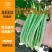 理想荚满地豆角种子鲜嫩无筋早熟高产农家春秋播种蔬菜种籽易