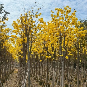 黄花风铃木3-12公分现货大量出售基地直销欢迎看货