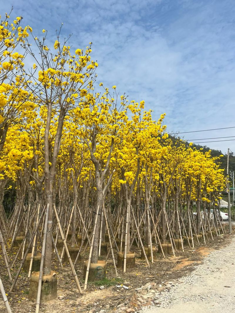 黄花风铃木3-12公分现货大量出售基地直销欢迎看货