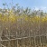 黄花风铃木3-12公分现货大量出售基地直销欢迎看货