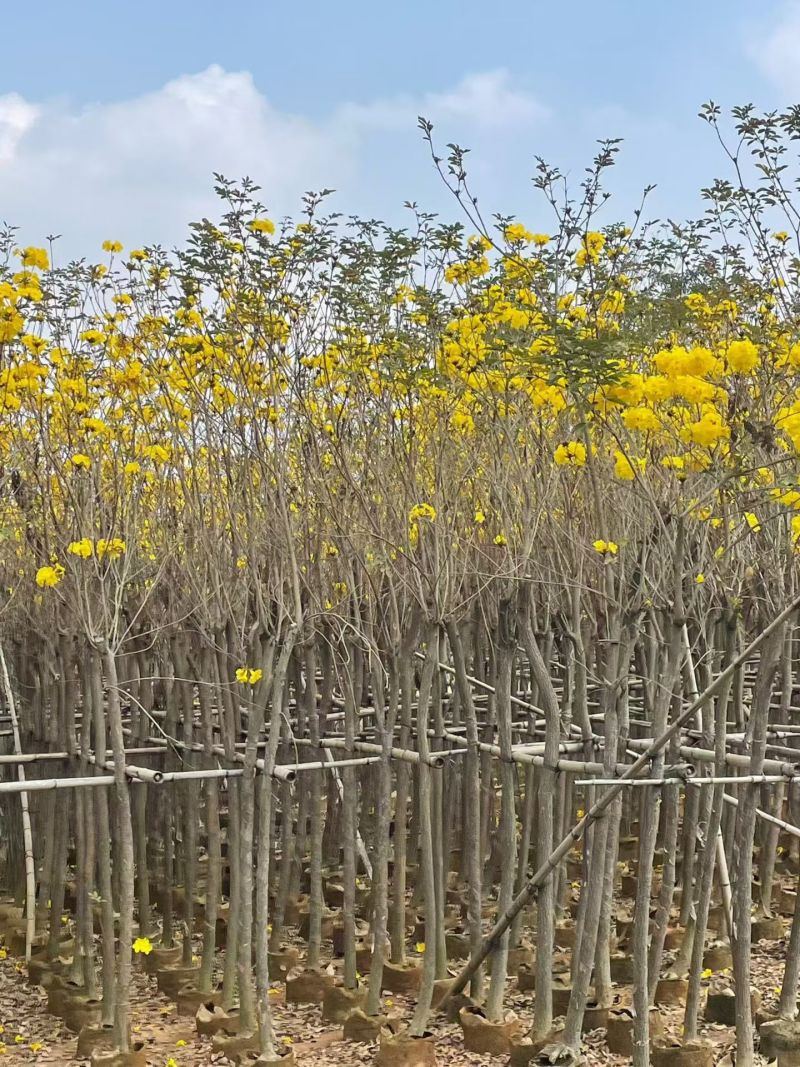 黄花风铃木3-12公分现货大量出售基地直销欢迎看货