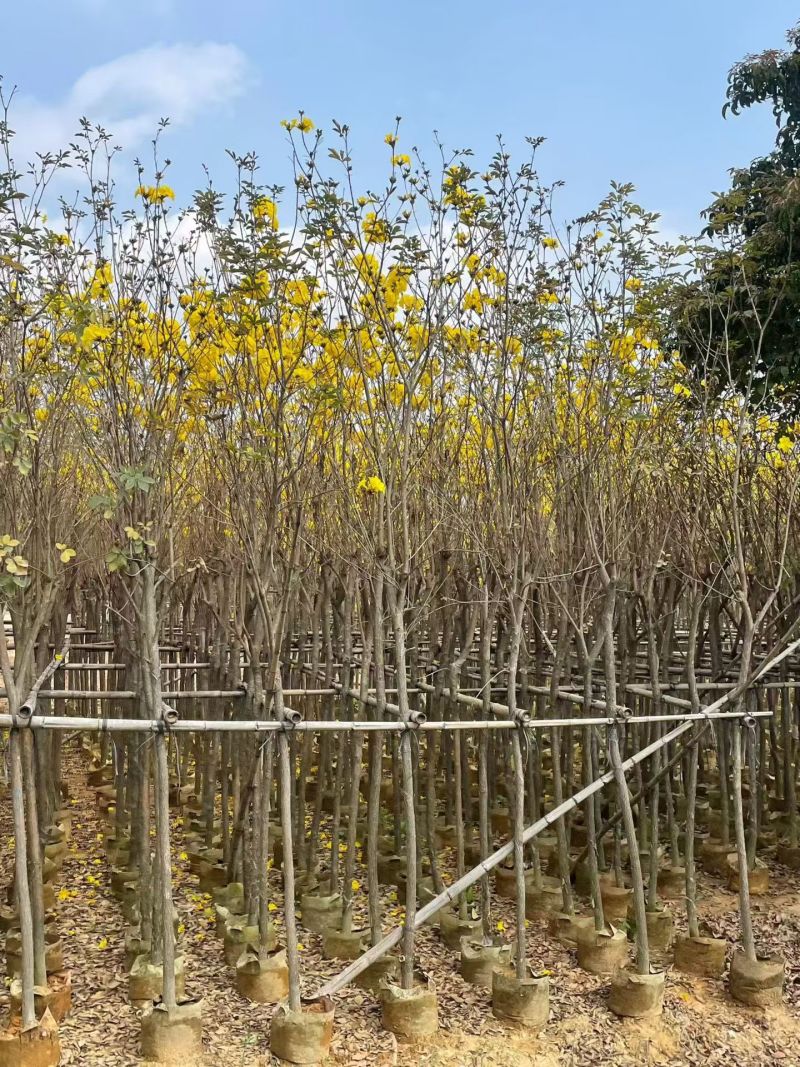 黄花风铃木3-12公分现货大量出售基地直销欢迎看货