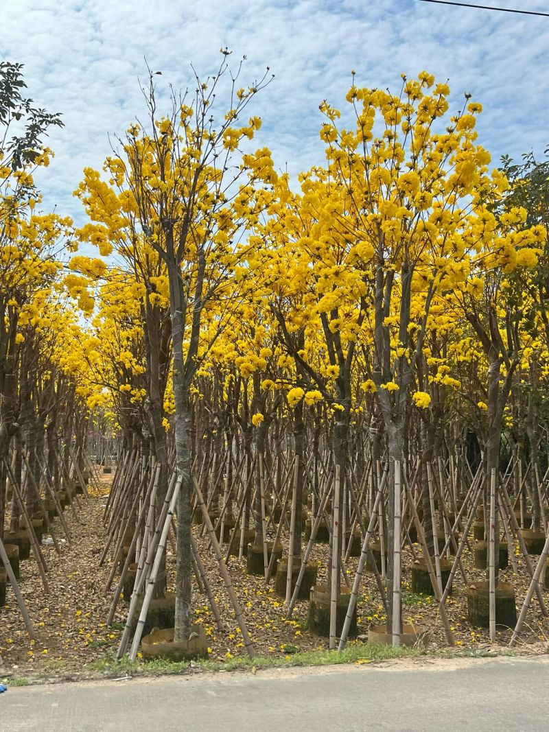 黄花风铃木3-12公分现货大量出售基地直销欢迎看货
