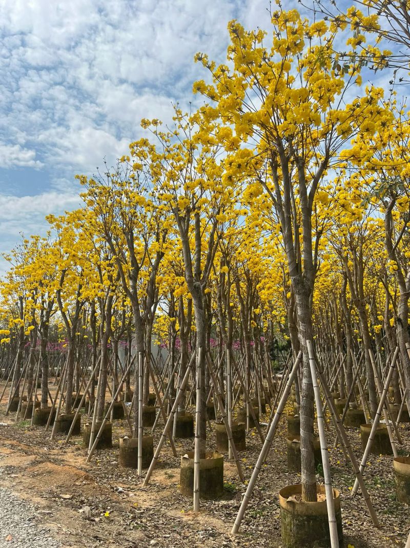 黄花风铃木3-12公分现货大量出售基地直销欢迎看货
