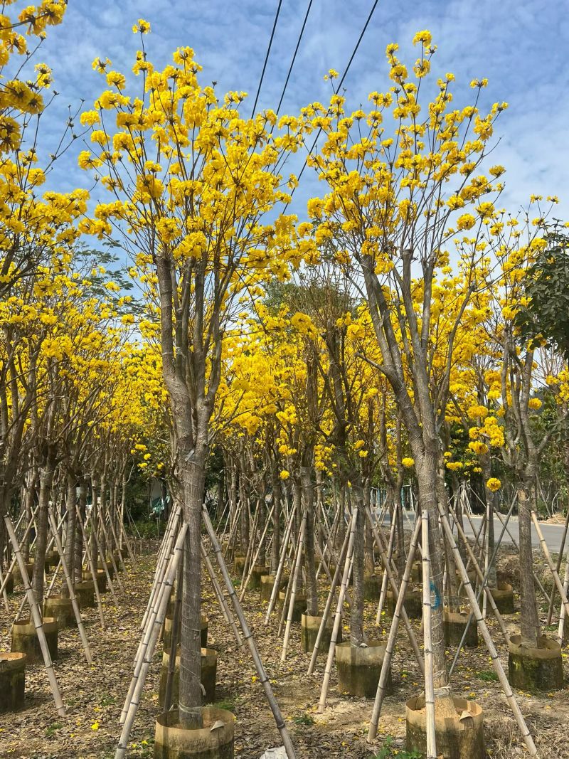 黄花风铃木3-12公分现货大量出售基地直销欢迎看货