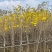 黄花风铃木3-12公分现货大量出售基地直销欢迎看货