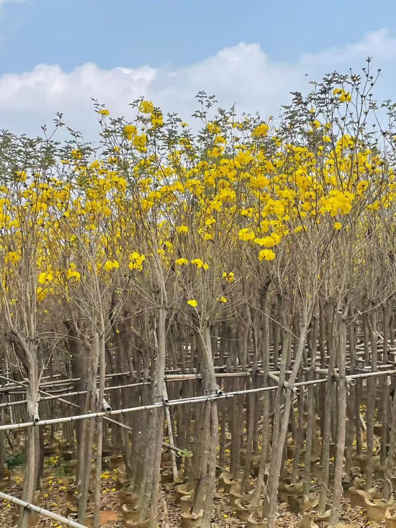 黄花风铃木3-12公分现货大量出售基地直销欢迎看货