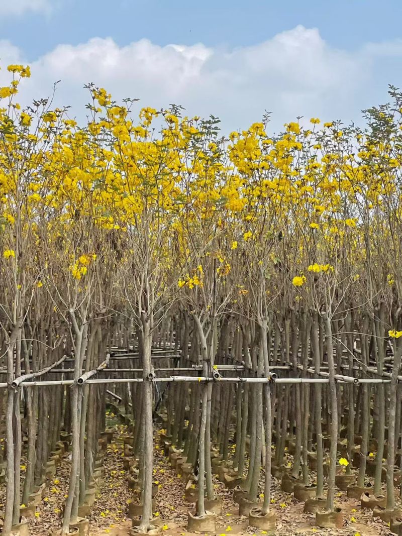 黄花风铃木3-12公分现货大量出售基地直销欢迎看货